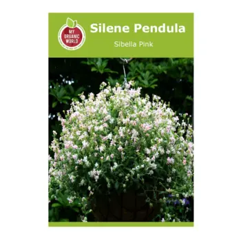 Silene pendula Sibella Pink Seeds