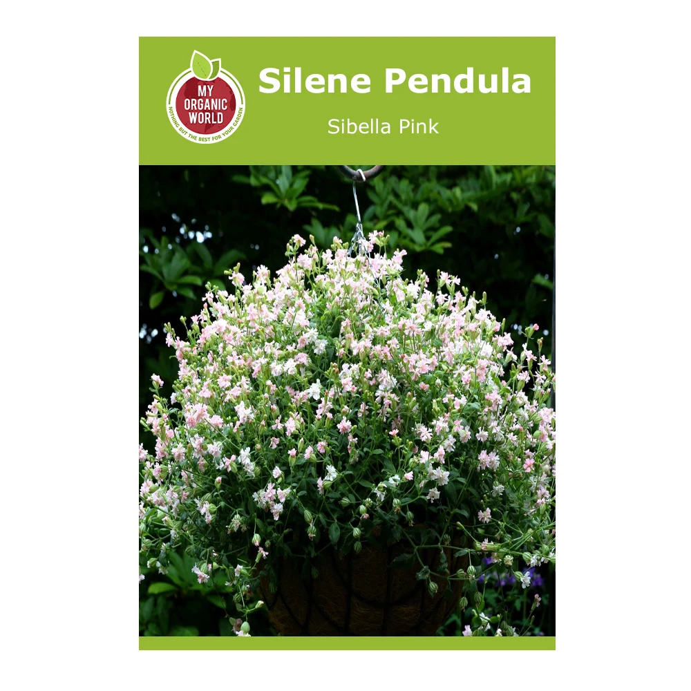 Silene pendula Sibella Pink 1 Silene Pendula Sibella Pink