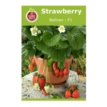 Strawberry Beltran F1 Seeds
