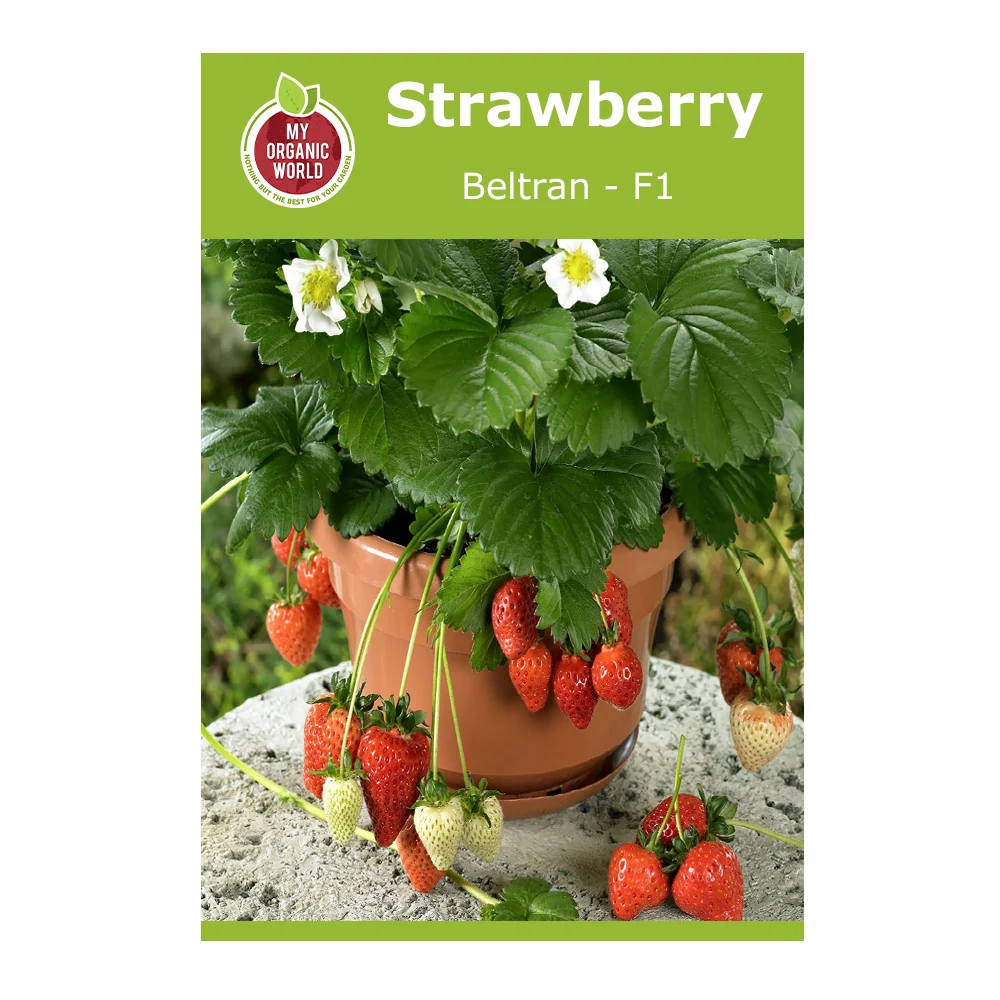Strawberry Beltran F1 Seeds