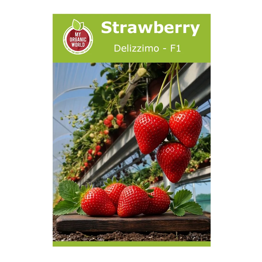 Strawberry Delizzimo F1