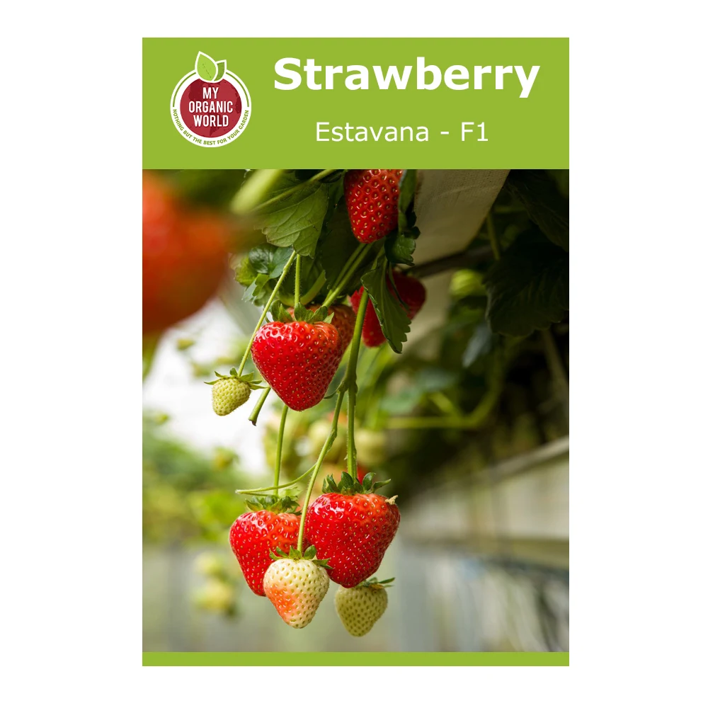 Strawberry Estavana F1 1 Strawberry Estavana