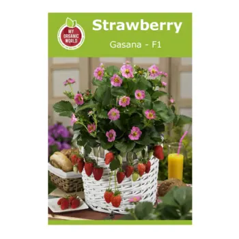 Strawberry Gasana F1 Seeds