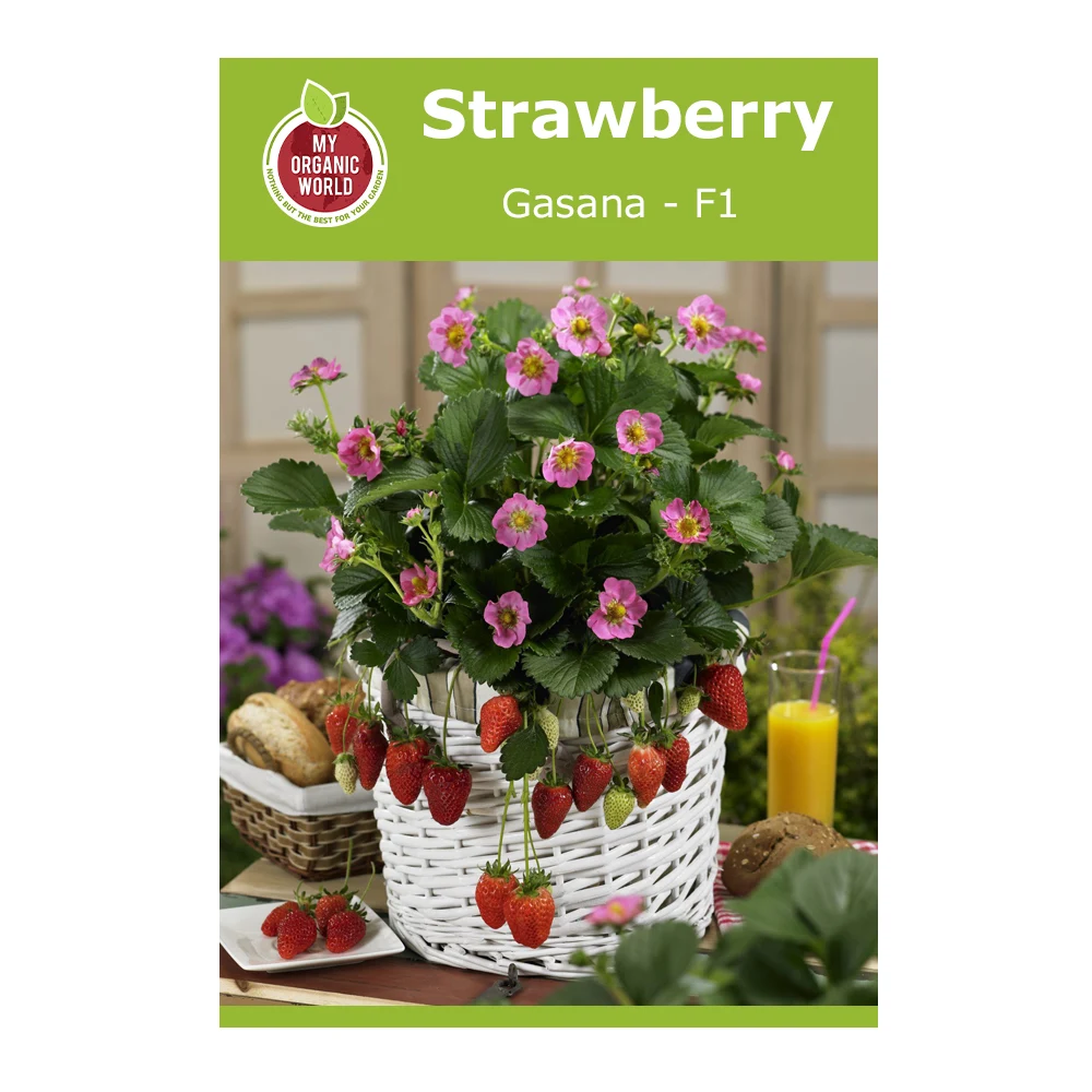 Strawberry Gasana F1 Seeds