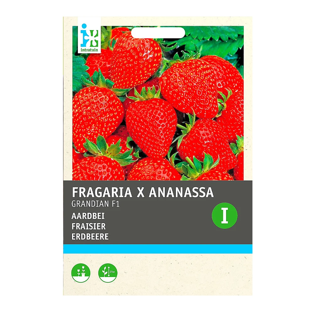 Strawberry Grandian F1