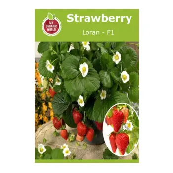 Strawberry Loran F1 Seeds
