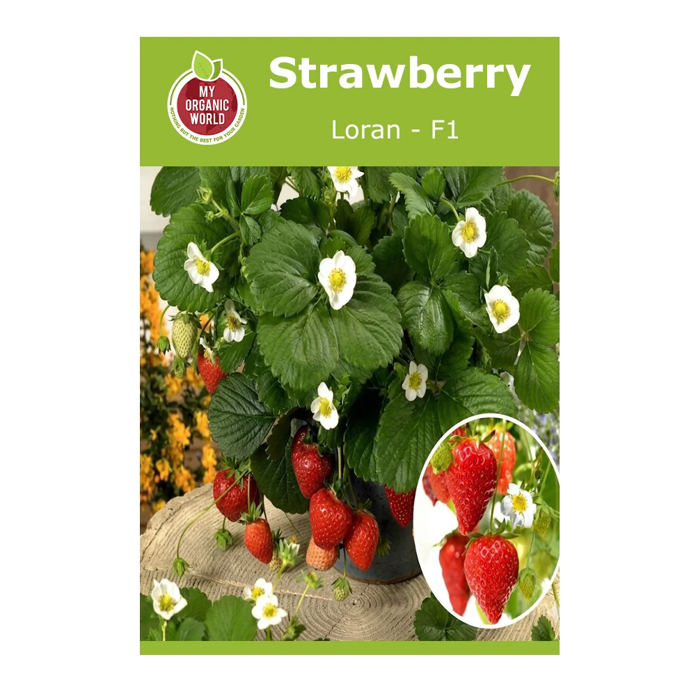 Strawberry Loran F1 1 Strawberry Loran F1