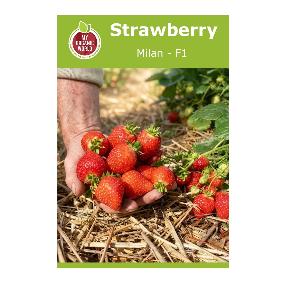 Strawberry Milan F1 Seeds