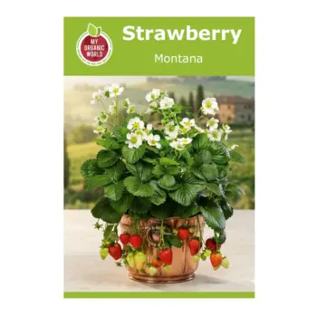 Strawberry Montana Seeds