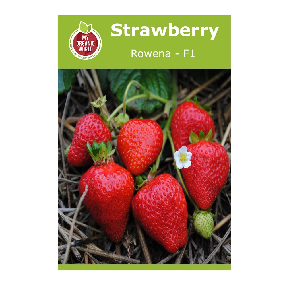 Strawberry Rowena F1 1 Strawberry Rowena F1