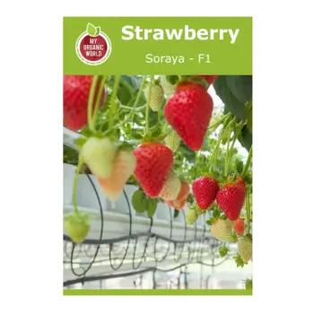 Strawberry Soraya F1 Seeds