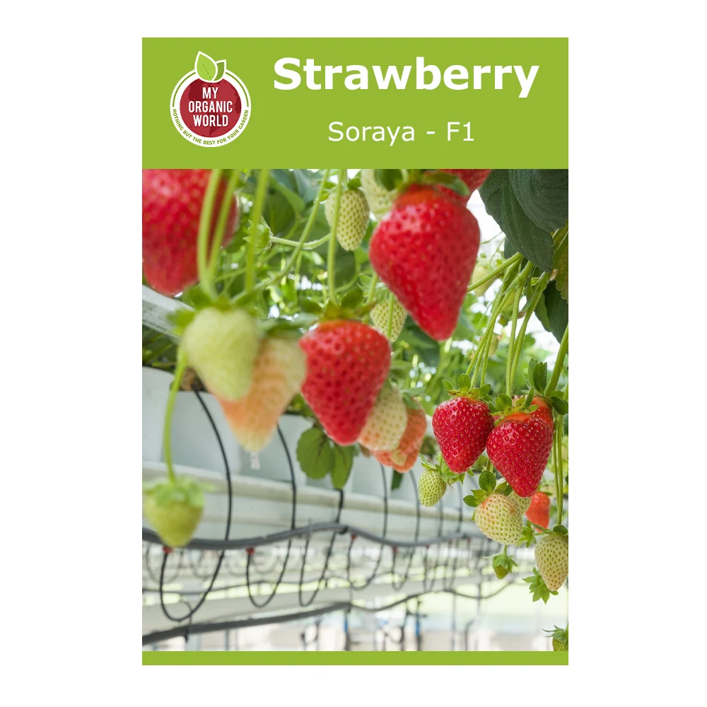 Strawberry Soraya F1 Seeds