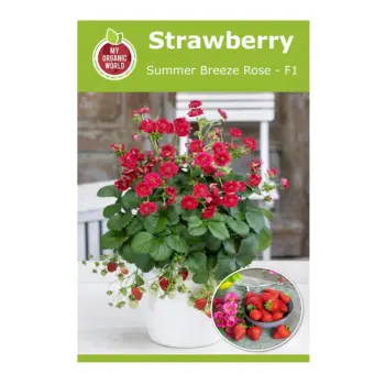 Strawberry Summer Breeze Rose F1 Seeds