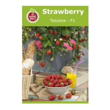 Strawberry Toscana F1 Seeds