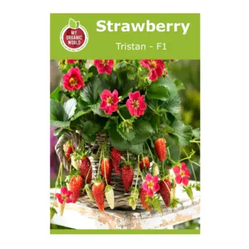 Strawberry Tristan F1 Seeds