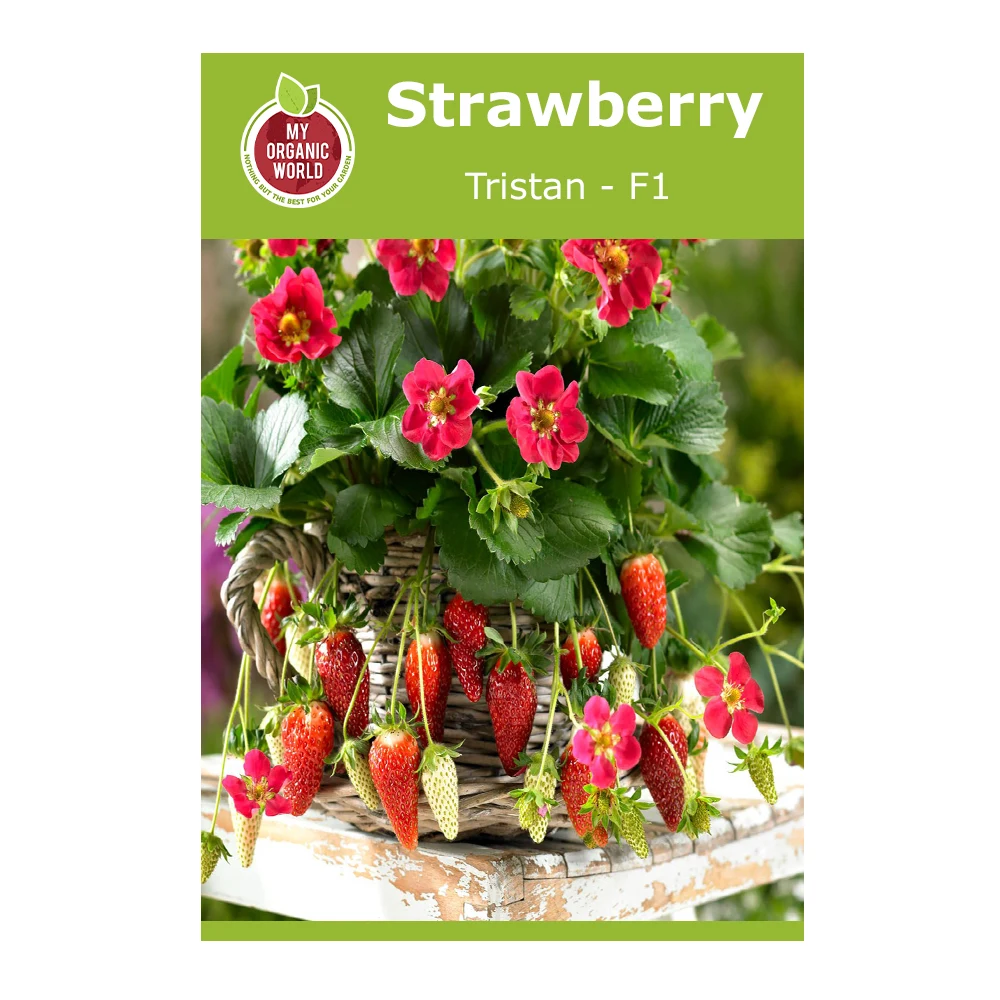 Strawberry Tristan F1 Seeds