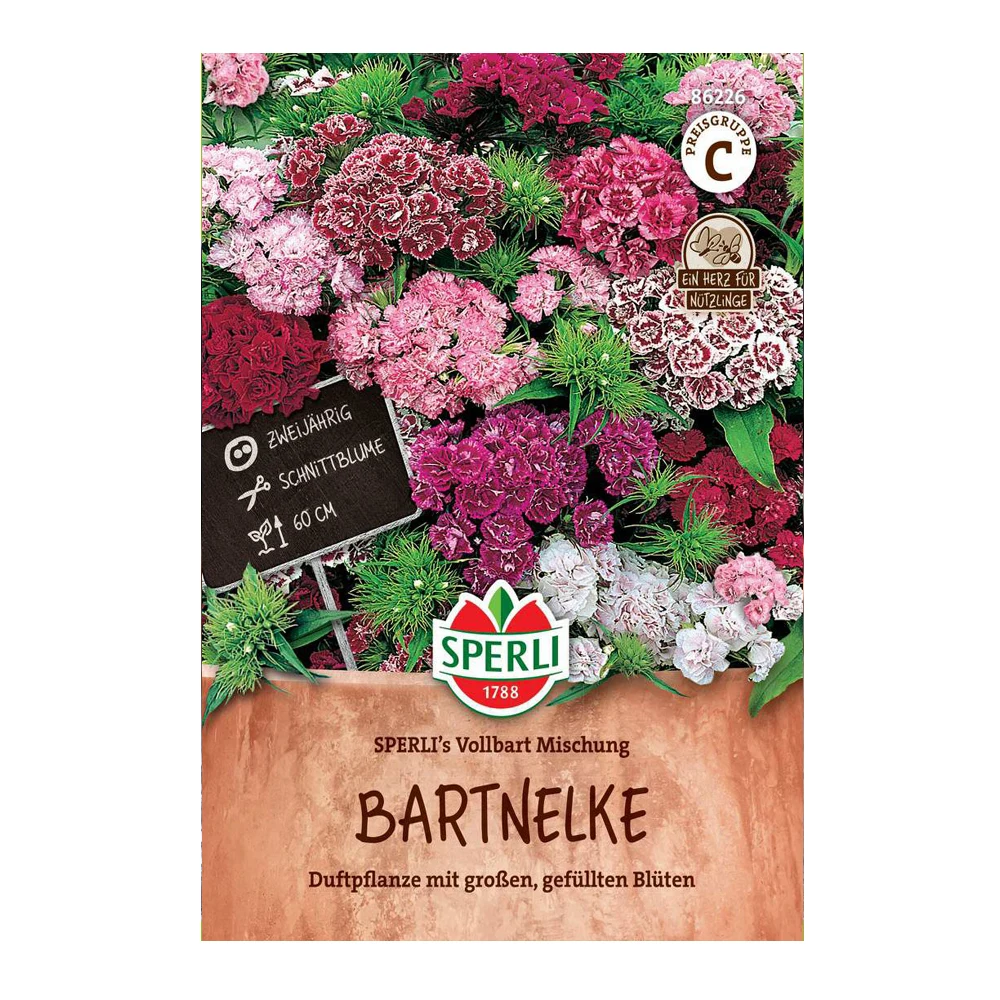 Sweet William Dianthus Barbatus 1 Sweet William Dianthus Barbatus