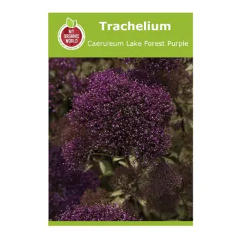 Trachelium Caeruleum Lake Forest Purple Seeds