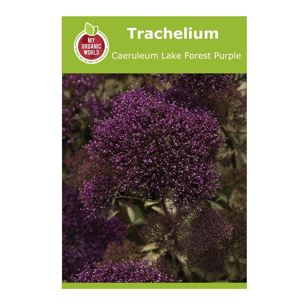 Trachelium Caeruleum Lake Forest Purple