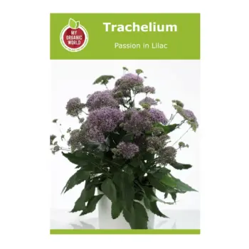 Trachelium Passion in Lilac Seeds
