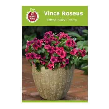 Vinca Roseus Tattoo Black Cherry Seeds