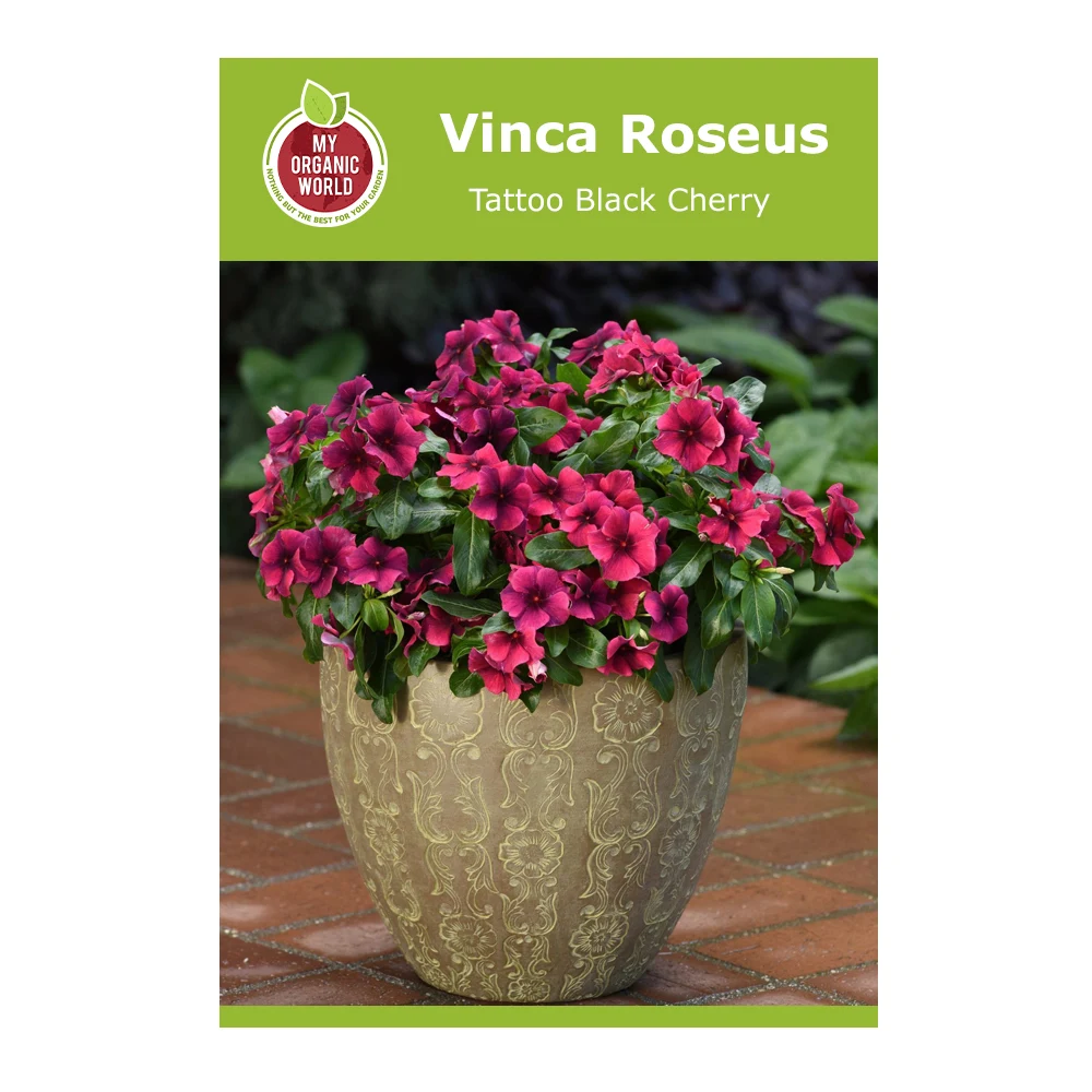 Vinca Roseus Tattoo Black Cherry