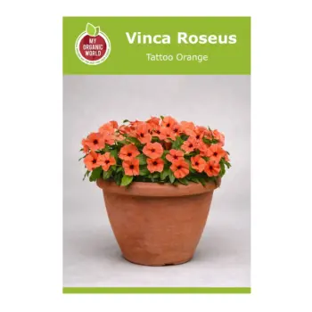Vinca Roseus Tattoo Orange Seeds