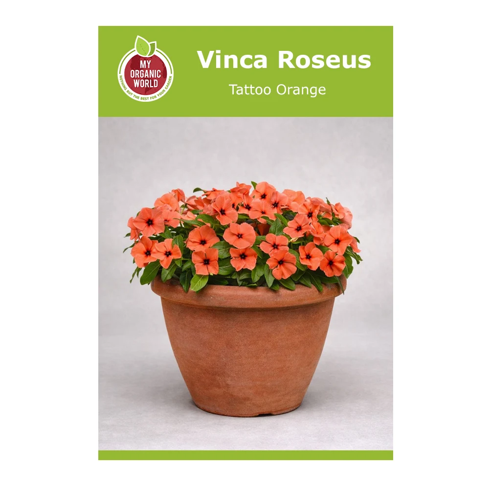 Vinca Roseus Tattoo Orange