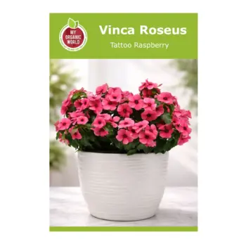 Vinca Roseus Tattoo Raspberry Seeds