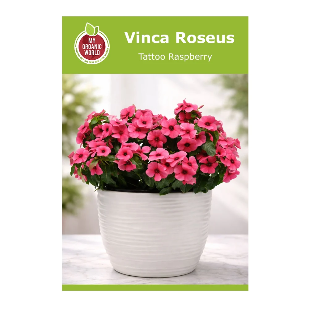 Vinca roseus Tattoo Raspberry 1 Vinca Roseus Tattoo Raspberry