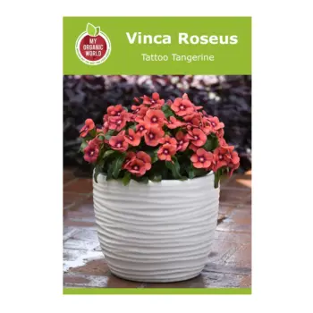 Vinca Roseus Tattoo Tangerine Seeds