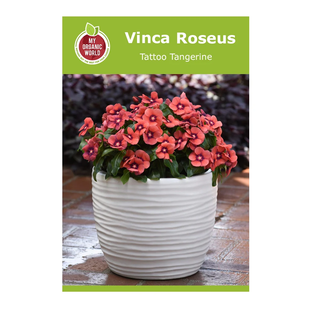 Vinca Roseus Tattoo Tangerine 1 Vinca Roseus Tattoo Tangerine