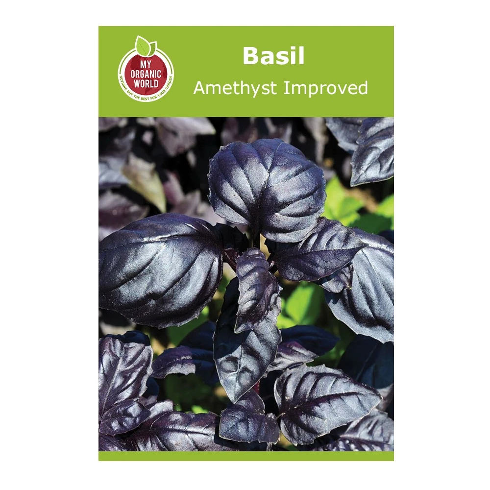 Basil Amethyst Improved 1 Basil Amethyst Improved