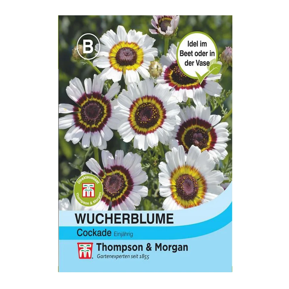 Chrysanthemum carinatum Cockade 1 Chrysanthemum Carinatum Cockade