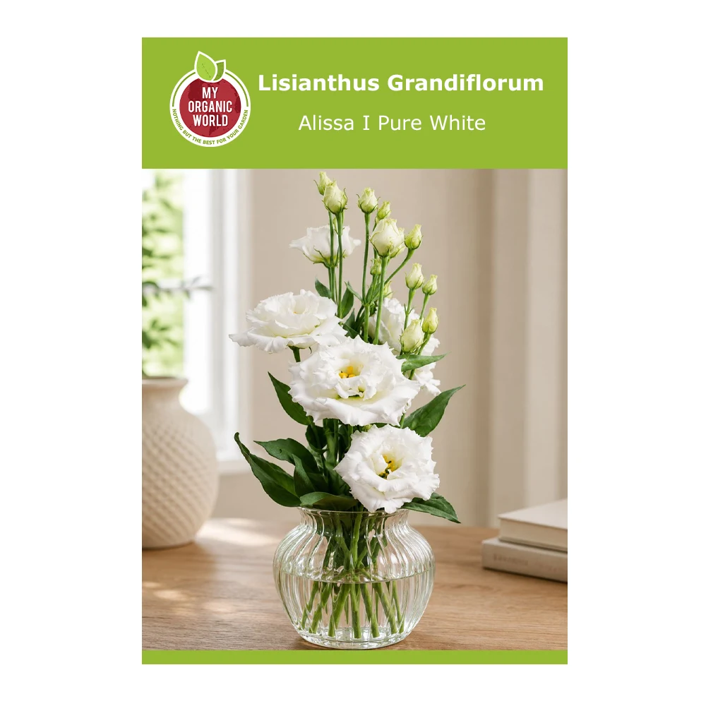 Lisianthus Grandiflorum Alissa I Pure White
