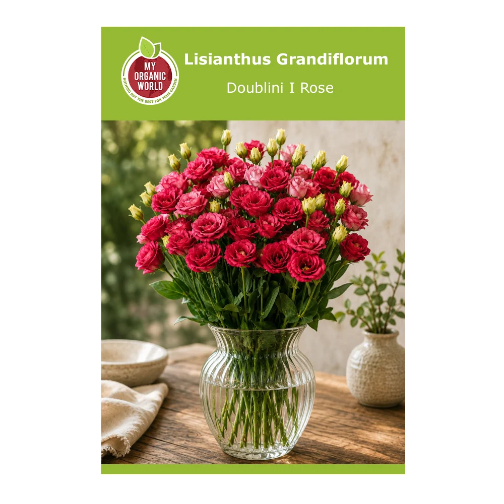 lisianthus Grandiflorum Doublini I Rose 1 Lisianthus Grandiflorum Doublini I Rose