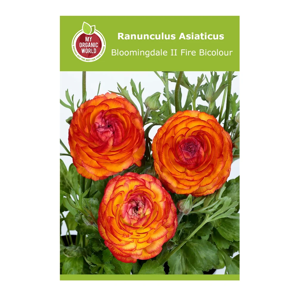 Ranunculus Asiaticus Bloomingdale II Fire Bicolour 1 Ranunculus Asiaticus Bloomingdale II Fire Bicolour