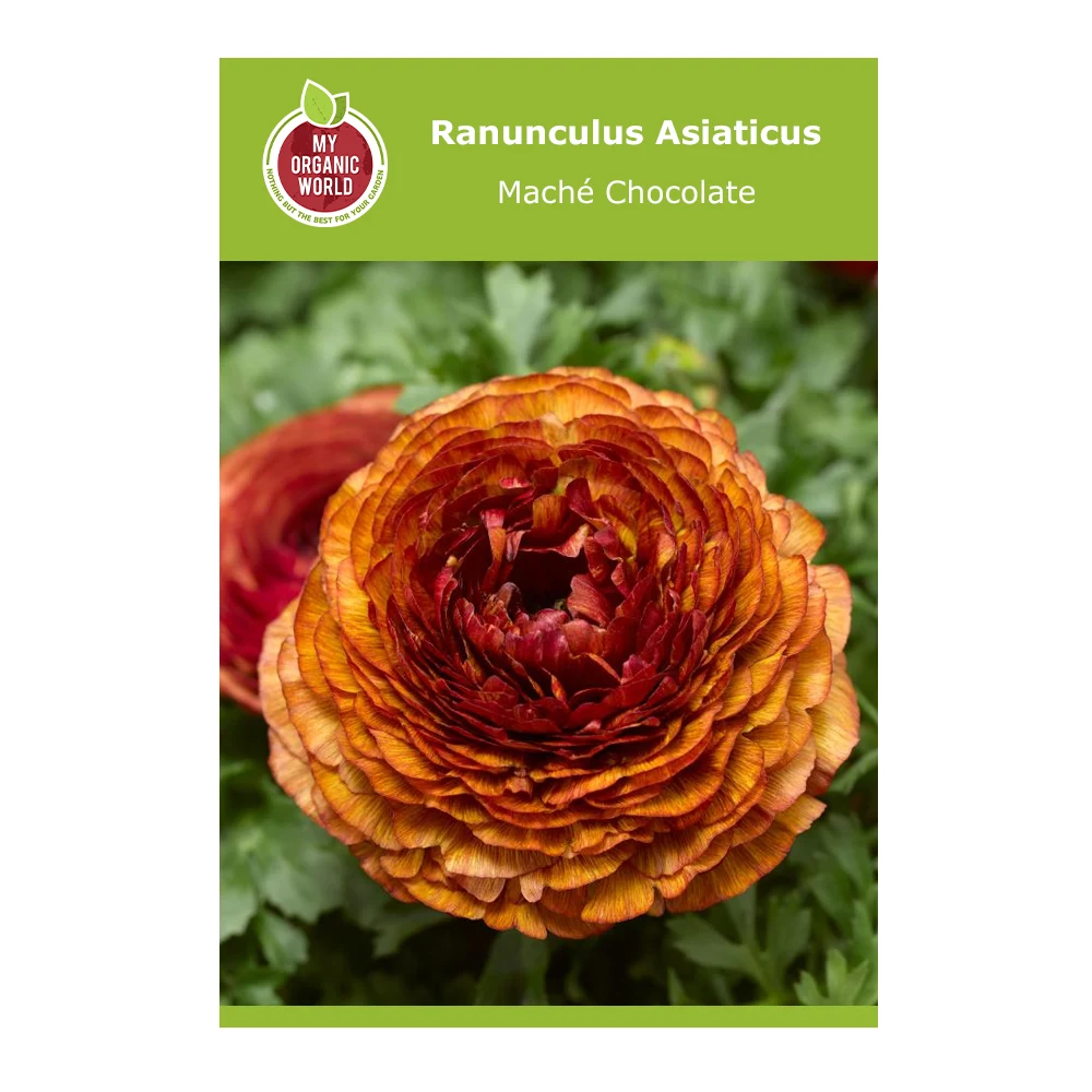 Ranunculus Asiaticus Maché Chocolate 1 Ranunculus Asiaticus Maché Chocolate