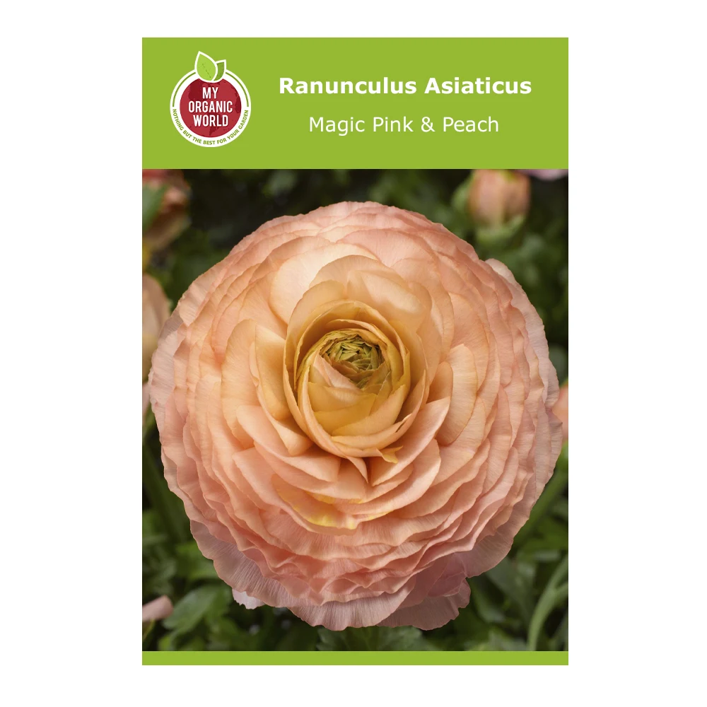 Ranunculus Asiaticus Magic Pink & Peach 1 Ranunculus Asiaticus Magic Pink & Peach