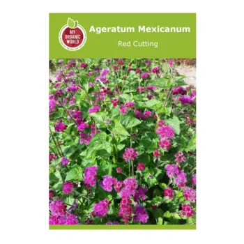 Ageratum Mexicanum Red Cutting Seed