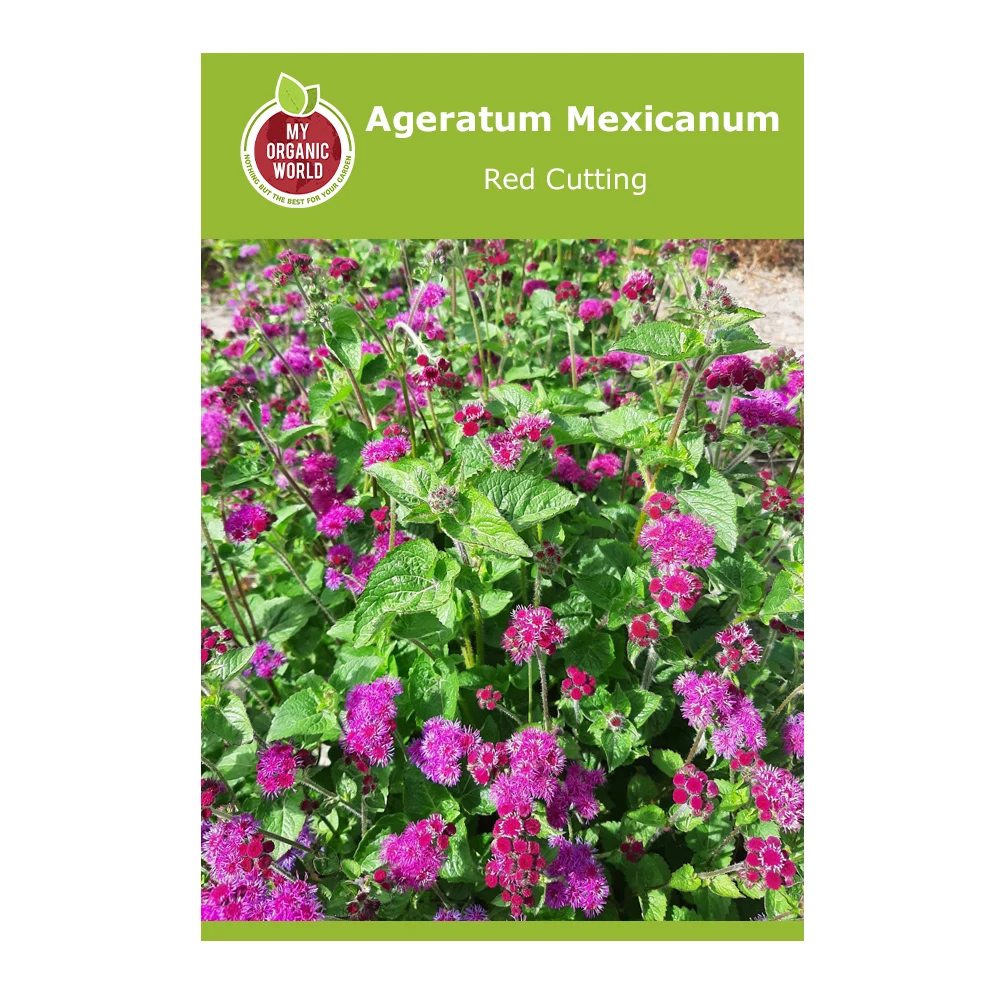 Ageratum Mexicanum Red Cutting 1 Ageratum Mexicanum Red Cutting