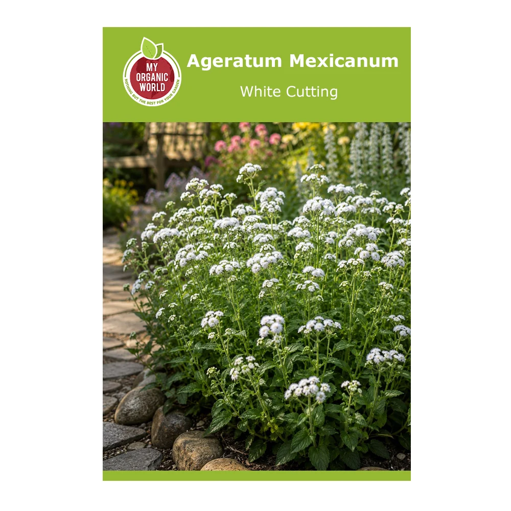 Ageratum Mexicanum White Cutting 1 Ageratum Mexicanum White Cutting