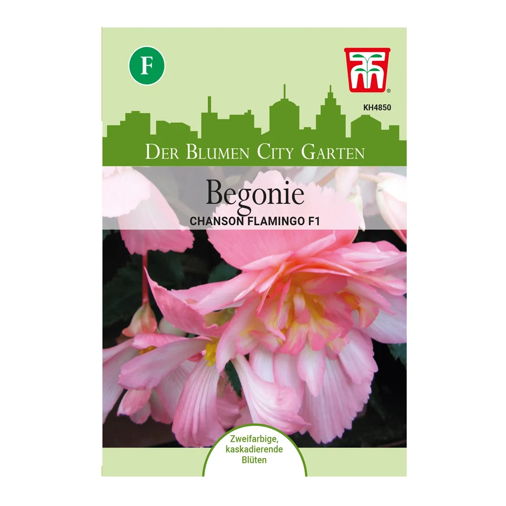Begonia Chanson Flamingo F1