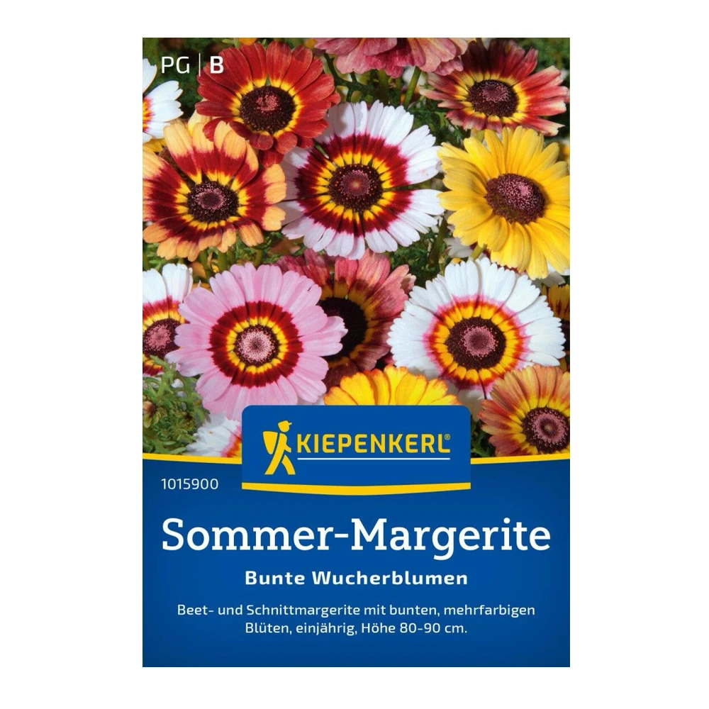 Chrysanthemum Summer Daisy 1 Chrysanthemum Summer Daisy