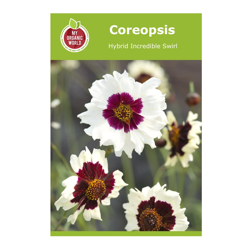 Coreopsis Hybrid Incredible Swirl 1 Coreopsis Hybrid Incredible Swirl