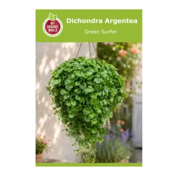 Dichondra Argentea Green Surfer Seeds