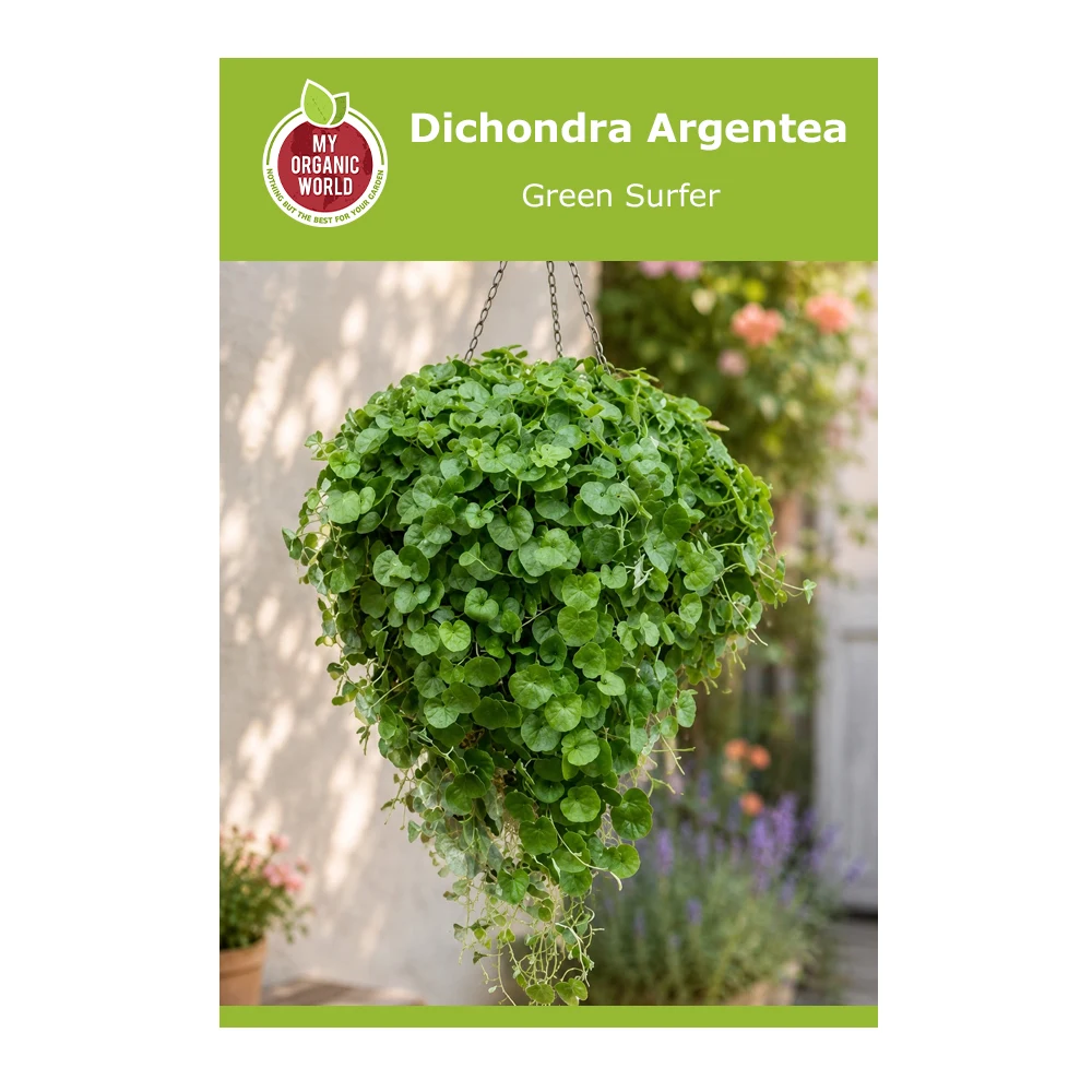 Dichondra Argentea Green Surfer Seeds
