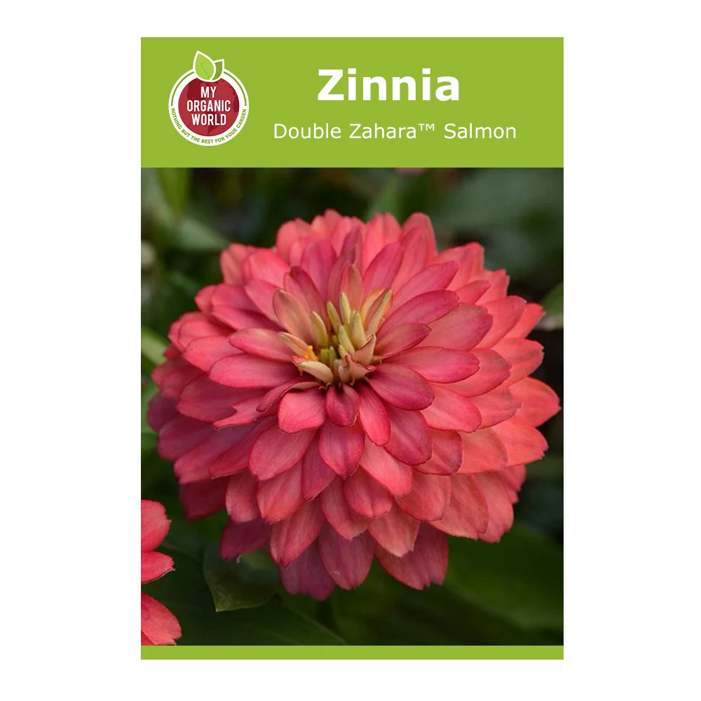 Double Zahara™ Salmon Zinnia 1 Double Zahara™ Salmon Zinnia