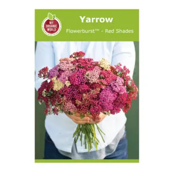 Flowerburst™ Red Shades Yarrow Seeds
