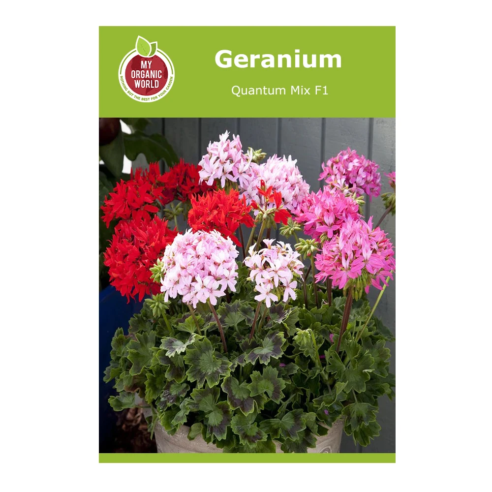 Geranium Quantum Mix F1 1 Geranium Quantum Mix F1